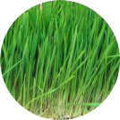 rye-grass