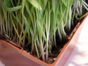 Wheatgrass Mold (no flash)