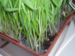 Wheatgrass Mold (with flash)