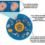 Wheatgrass Antioxidants