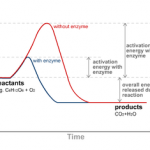 Wheatgrass Enzymes