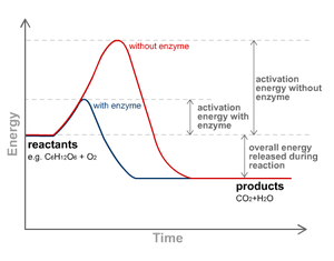 enzyme