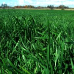 field grown wheatgrass