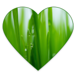 Wheatgrass Juice Heart