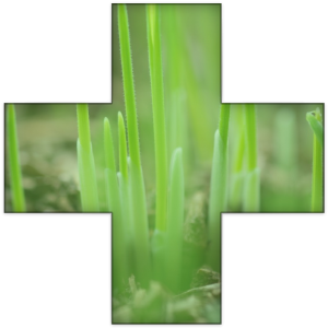 Wheatgrass First Aid Sign