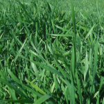 Wheatgrass Field Grown Plants