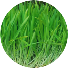 barley-grass