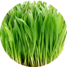 oat-grass