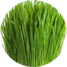 wheat-grass