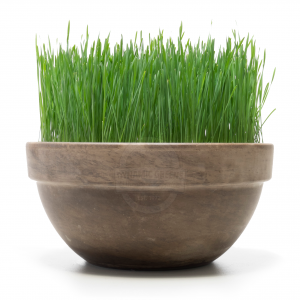 wheatgrass-bowl-watermark