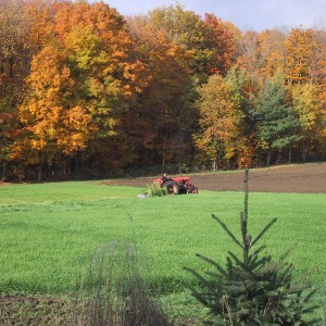 Wheatgrass Farm Fall Harvest