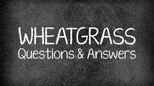 wheatgrass-questions-and-answers