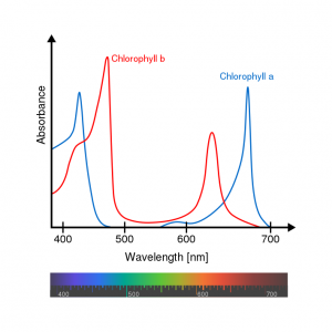 Wavelengths Measuring Chlorophyll A And B